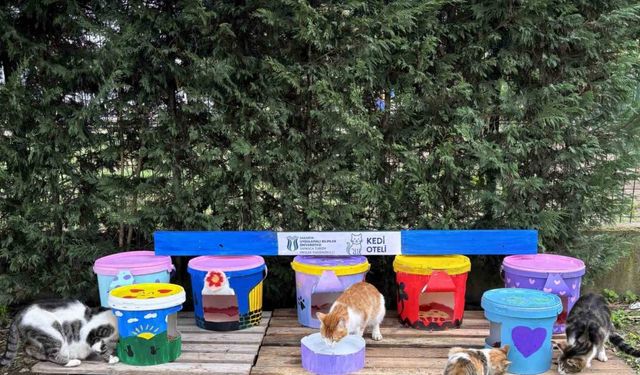 Yoğurt Kovalarından 'Kedi Oteli'!