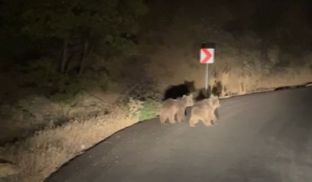 Yola inen iki yavru ayı görüntülendi