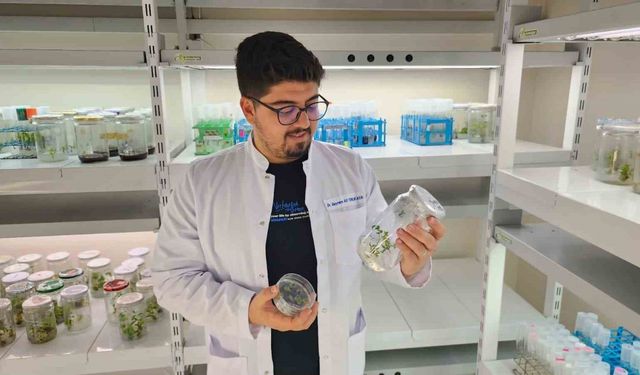 Yüksek Antioksidanlı Yeni Domates Geliştirilecek