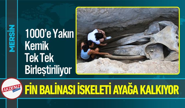 16 Metrelik Fin Balinası Yeniden Hayat Buluyor