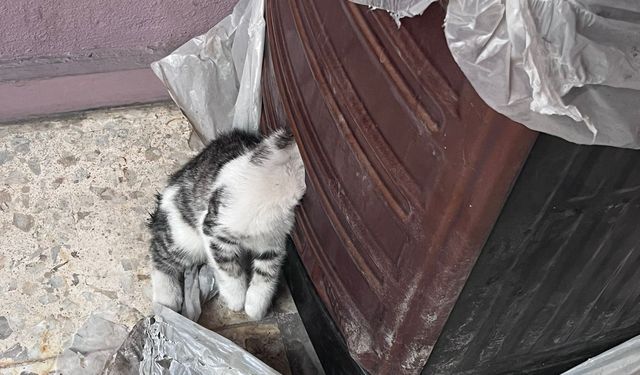 Adana'da İtfaiyeden Duygulandıran Kurtarma