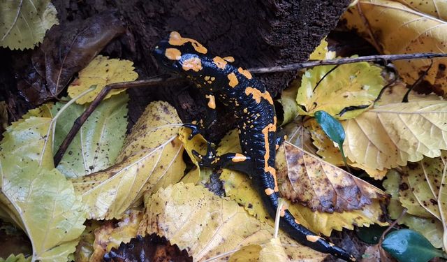 Adana'da sarı benekli semender görüldü