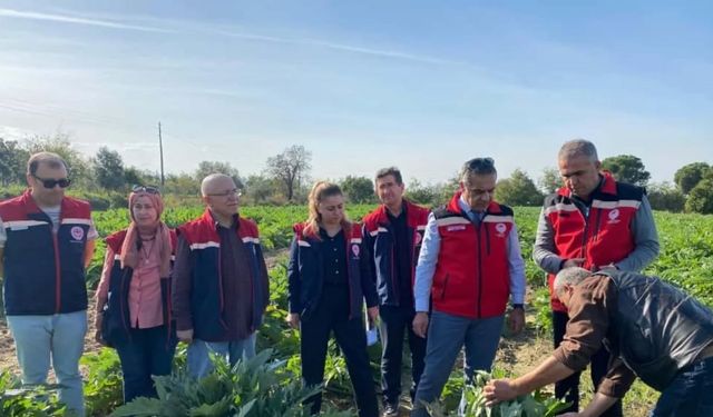 Aydın Enginarı İçin Verim Alarmı