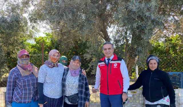 Aydın’da Mandalina Hasadı Başladı