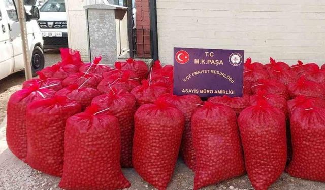 Balıkesir'de Çalınan 1 Ton Cevizi Bulundu