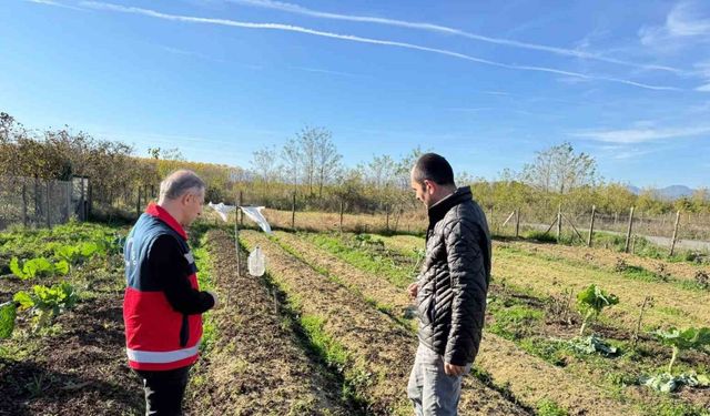 Çarşamba Ovası'nın Yeni Gözdesi Salep