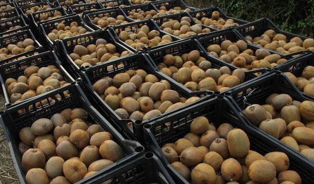 Çarşamba’da Kivi Hasadı Şenliği: Samsun Türkiye Üçüncüsü