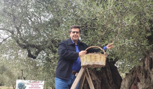 Dünya Zeytin Ağacı Günü’nde Acı Tablo