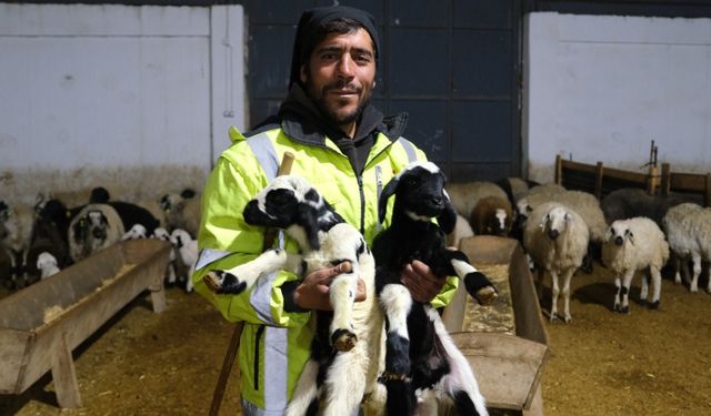 Küçükbaş Hayvan Yetiştiricilerine Umut Oldu