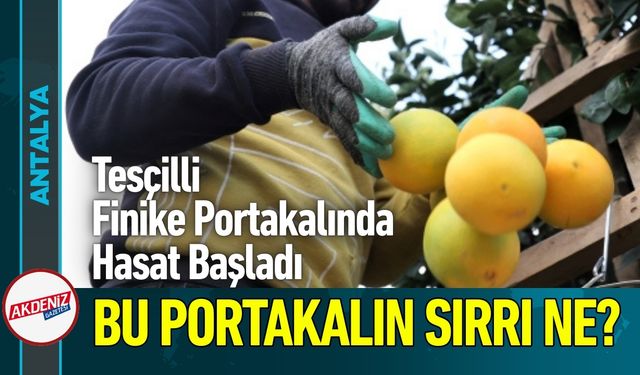 Finike Portakalının Sırrı Nedir?