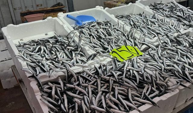 Hamsi Fiyatları Üç Katına Çıktı: Kilogramı 150 Lira
