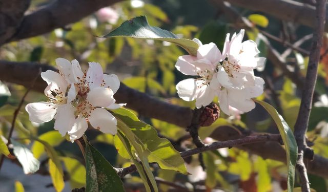 İklim Şaşkınlığı: Sonbahar Sıcakları Elma Ağacını Bahar Sandırdı