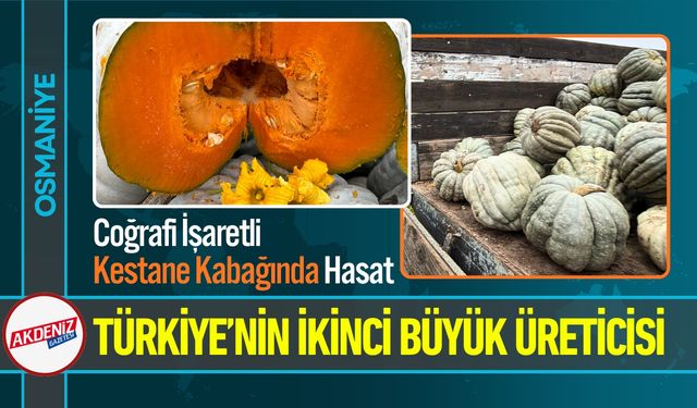 Coğrafi İşaretli Kestane Kabağı Hasadı Başladı