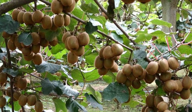 Kivi Hasadı Başladı: Hedef Türkiye birinciliği