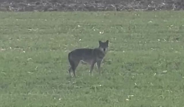 Kurt Popülasyonu Tedirgin Ediyor: Köy Merkezlerine İniyorlar