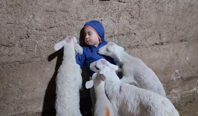 Kuzuların arasındaki minik Yusuf’un tatlı halleri gülümsetti