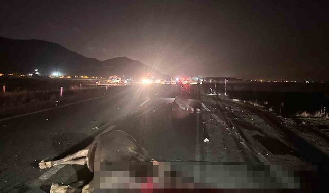 İnekler, Zincirleme Kazaya Sebep Oldu