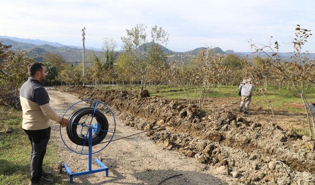 Ordu Fındığında Verim Sıçraması: Damlama Dönemi