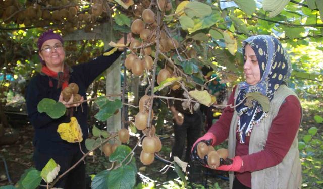 Ordu Kivisi İl Ekonomisine Can Veriyor: Hedef 500 Milyon TL Gelir