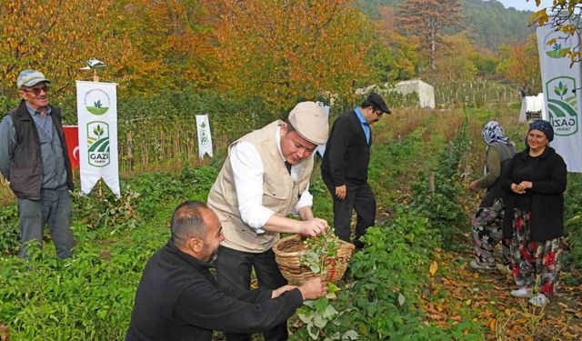Osmangazi'de Organik Ahududu Hasadı Başladı