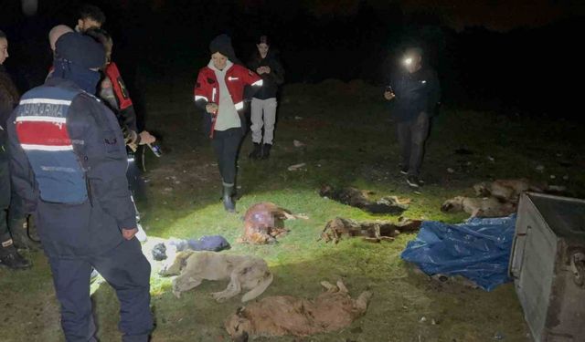 Çöp Konteynerinde 9 Telef Olmuş Köpek Bulundu