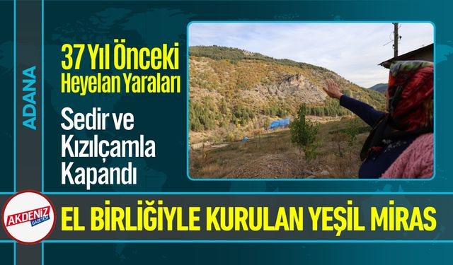 37 Yıl Önceki Heyelan Yaraları, Sedir ve Kızılçamla Kapandı