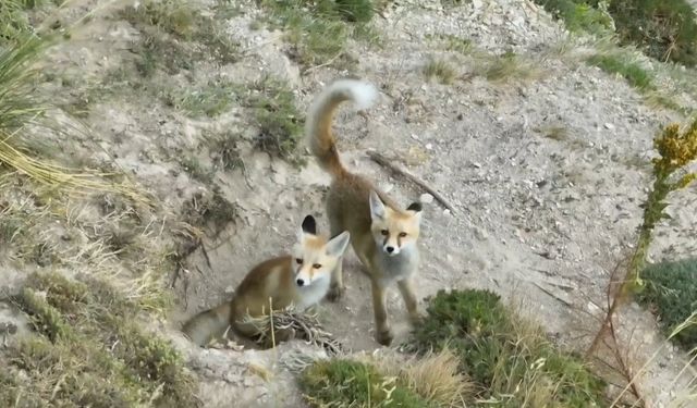 Tilki Ailesinin Doğal Yaşam Mücadelesi