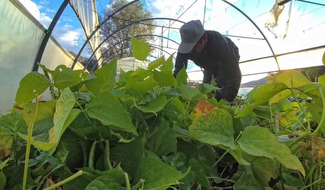 İspir Fasulyesi dünyayı fethediyor