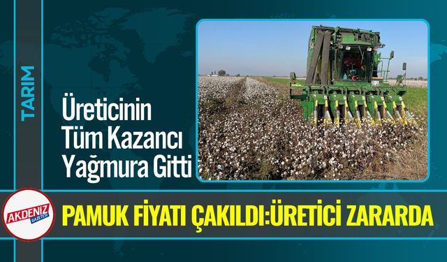 Yağışlar Pamuk Üreticisini Vurdu: Kalite Düştü