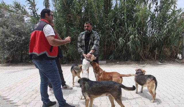 Adana'da 3 bin 865 kedi ve 3 bin 577 köpeğe çip takıldı