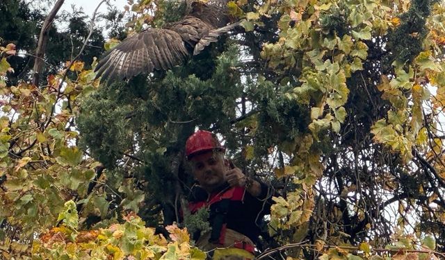 Ağaçta Asılı Kalan Kızıl Şahin Milli Parklara Teslim