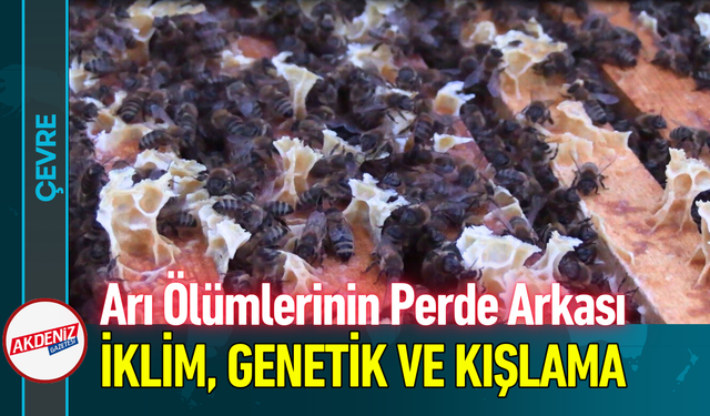 Arı Ölümlerinin Perde Arkası: İklim, Genetik ve Kışlama