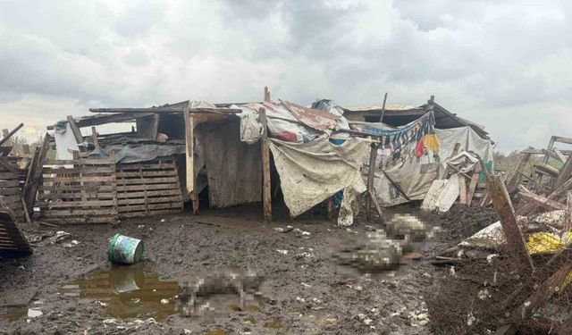 Başıboş Köpekler Koyun Sürüsünü Telef Etti