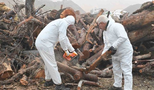 Budanan Ağaçlar Sosyal Yardıma Dönüştü