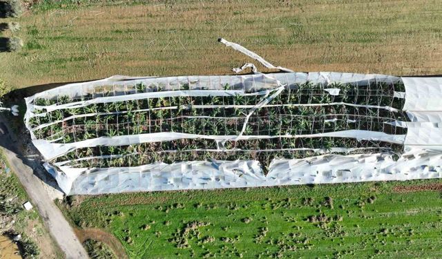 Büyükşehir, Zarar Gören Seralarda Hasar Tespiti Yapıyor