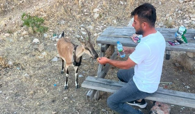 Yozgat Aydıncık da Dağ keçisini elleriyle besledi