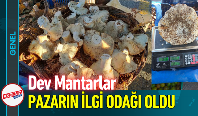 Dev Mantarlar Pazarın İlgi Odağı Oldu!