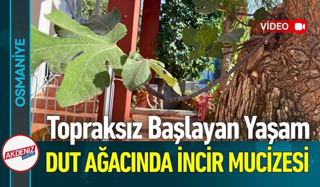 Osmaniye'de Doğa Mucizesi: Dut Ağacının Gövdesinde İncir