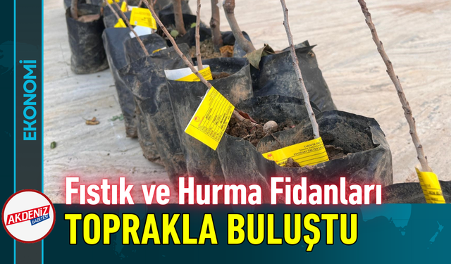 Fıstık ve Hurma Fidanları Toprakla Buluştu!