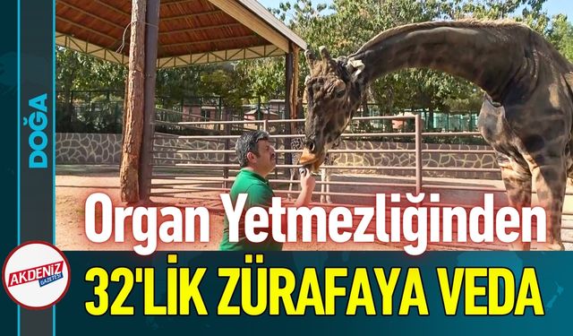 Gaziantep'in Doğal Yaşam Parkı'nın "Müzmin Bekar"ına Veda