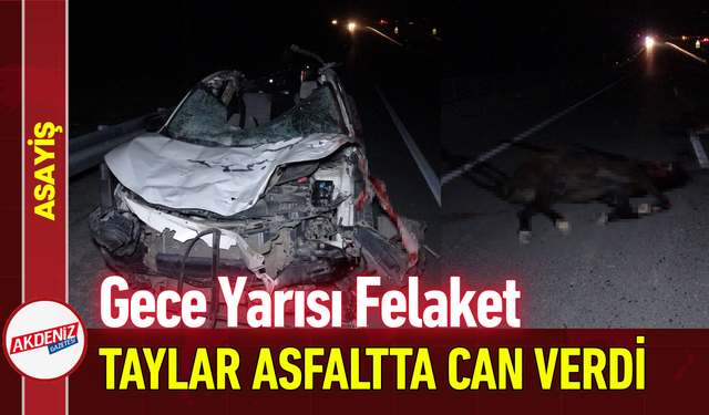 Gece Yarısı Felaket: Taylar Asfaltta Can Verdi!