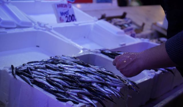 Hamsinin Yokluğunda İstavrit Altın Çağını Yaşıyor!