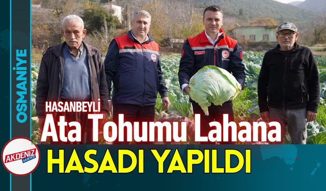 Osmaniye Hasanbeyli’de Ata Tohumu Lahananın Hasadı Yapıldı