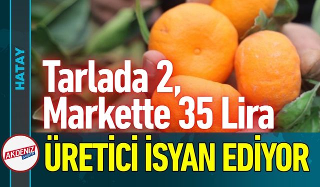 Tarlada 2, Markette 35 lira: Üretici İsyanda...