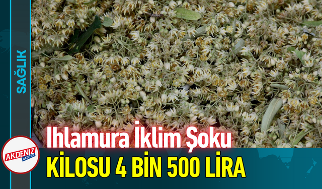 Ihlamura İklim Şoku: Kilosu 4 Bin 500 Lira!
