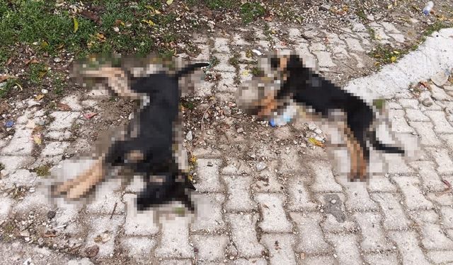 Isparta’da köpek ölümlerine valilik inceleme başlattı