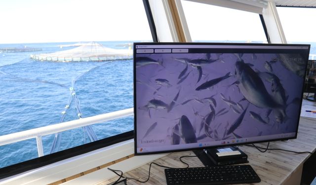 Kafes Balıkçılığında İlk Hasat: Çupralar Avrupa Yolunda!