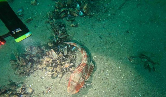 Marmara Denizi’nin ekolojik yapısı mercek altında