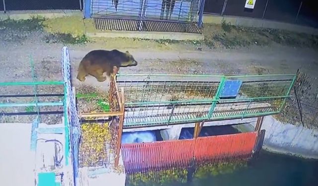 Mevsim normalleri değişti, ayılar hâlâ uyanık