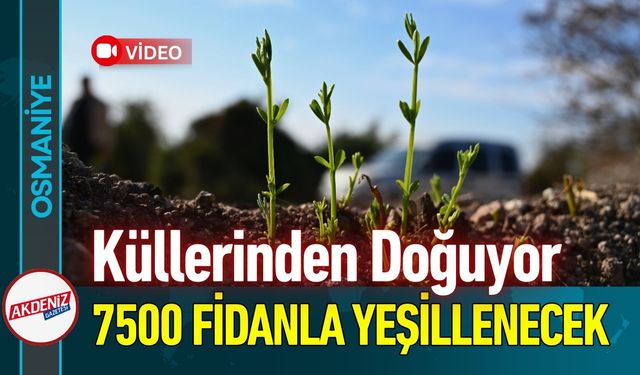 Osmaniye Küllerinden Doğuyor: 45 Hektar Yeşillenecek